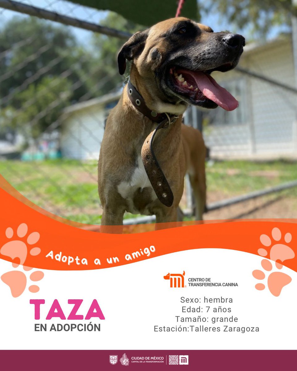 ctcdelmetro's tweet photo. ¡Ella es Taza!  🐶💕
Tiene 7 años, es cariñosa, tranquila y llena de energía para compartir con su nueva familia. ¿Te animas a darle una segunda oportunidad? 

Si estás interesado en adoptarla, consulta los detalles en: https://t.co/dZxEmnXpyy #AdoptaMetro https://t.co/a4H5lPZ0r4