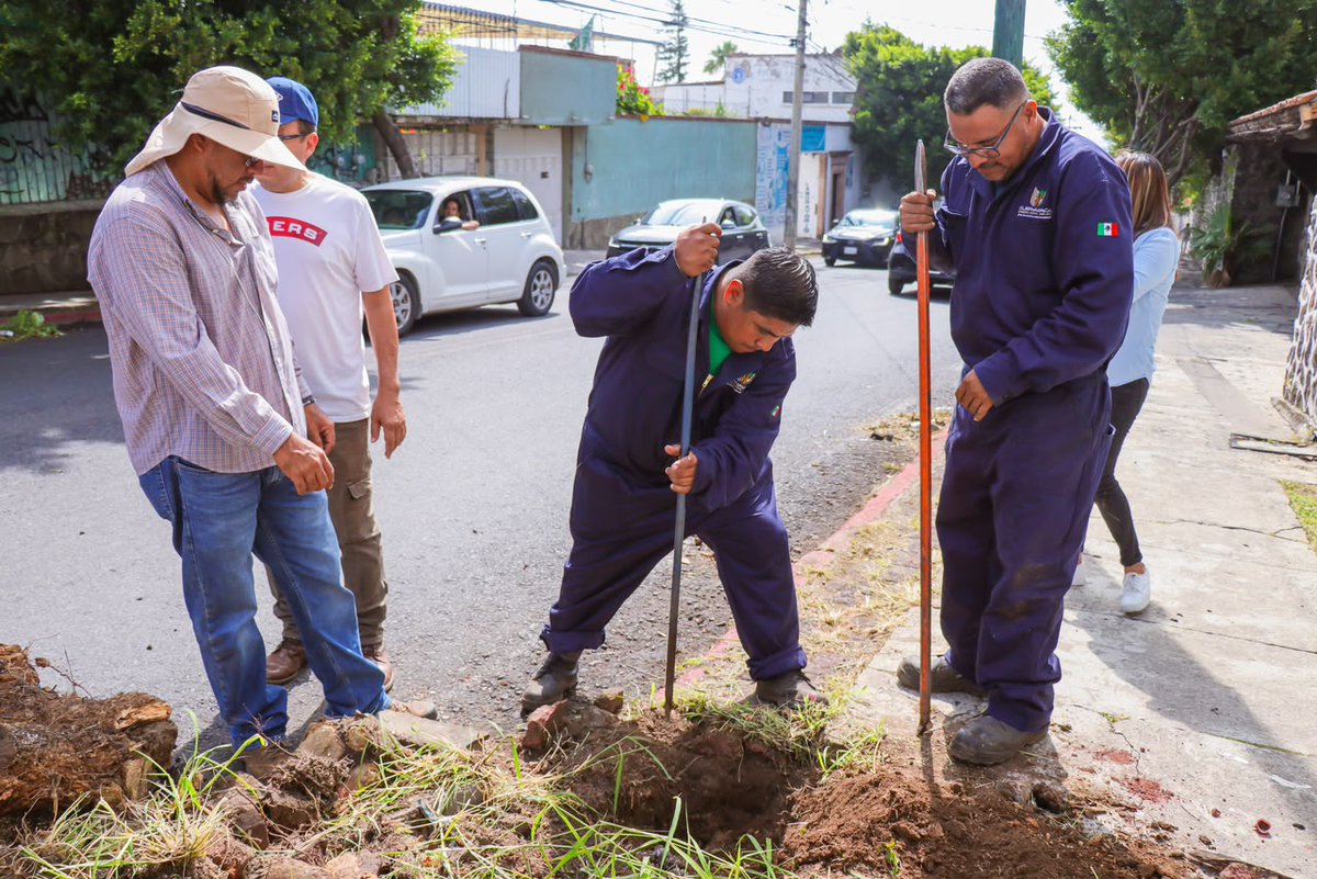 LaPulgaDijo's tweet photo. 🦂 CUERNAVACA ESTÁ HECHA MIERDA. EL AYUNTAMIENTO PRESUME QUE BARRIÓ.

Bachearon, podaron, recogieron escombro y revisaron luminarias en Pericón.

👏👏👏

No mamen.

Eso no es una hazaña. Es su pinche trabajo.

Hazaña es gastarse 75 mil pesos al mes en rentar equipo para transmitir el Cabildo.

1.4 millones en 19 meses.

Y al final, ni una cámara se queda para la ciudad.

Con esa lana se tapaban más de 2 mil metros cuadrados de baches.

Cuernavaca seguirá siendo Cuernabaches.

Eso sí: el desmadre se transmite en alta definición. 🦂