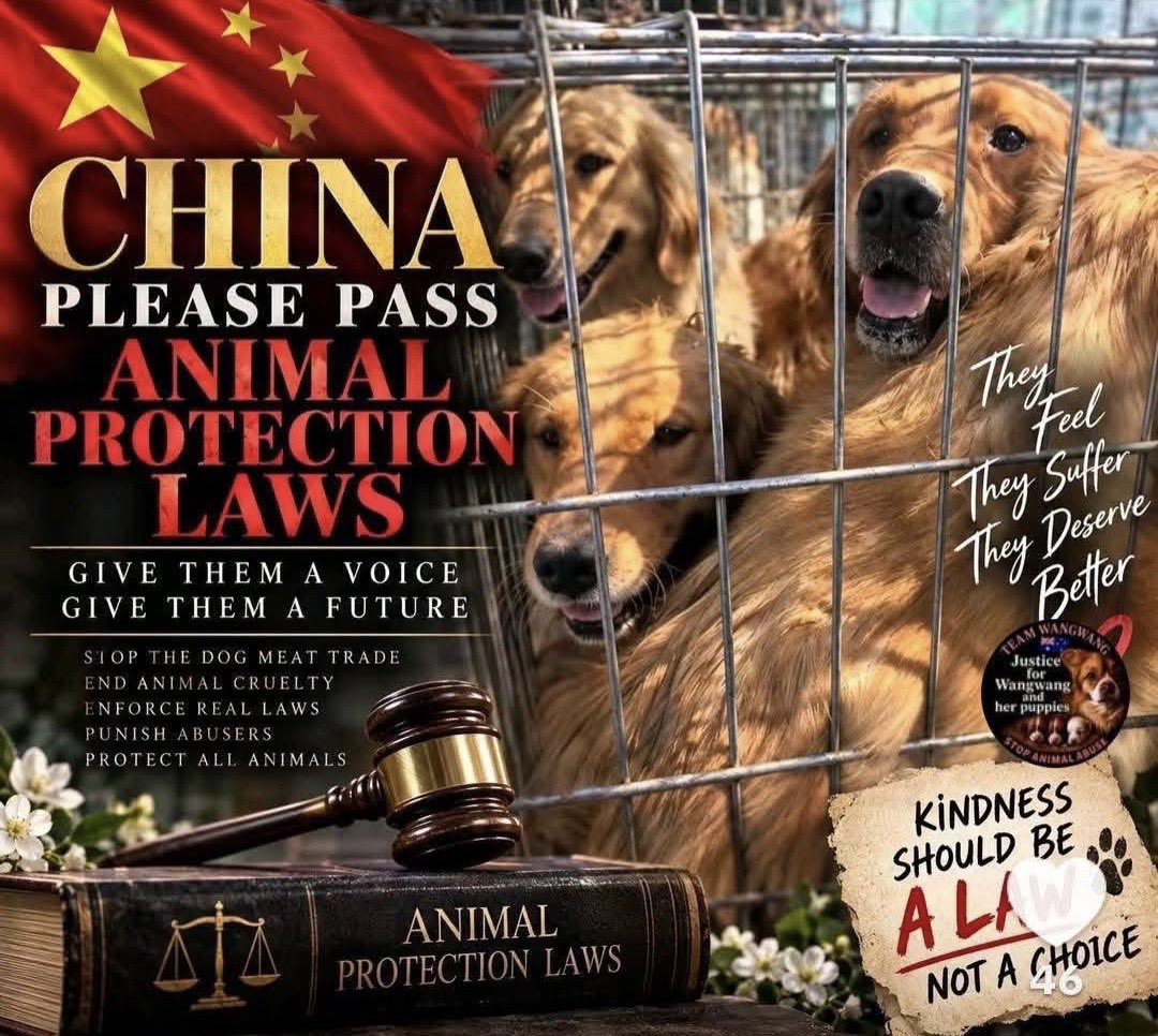 NALJR4DNmels's tweet photo. #Wangwang #JusticeForWangwang #BoycottChina #ChinaAnimalProtectionLaw #BoycottChinaTourism #ChinaMustAct #AnimalWelfare #animalwelfarelaws #StopYulin #StopCatTortureInChina #StopKittenTortureInChina #EndAnimalCruelty #AnimalProtectionLawChina #cowcat #StopCatTorture #StopKittenTorture
