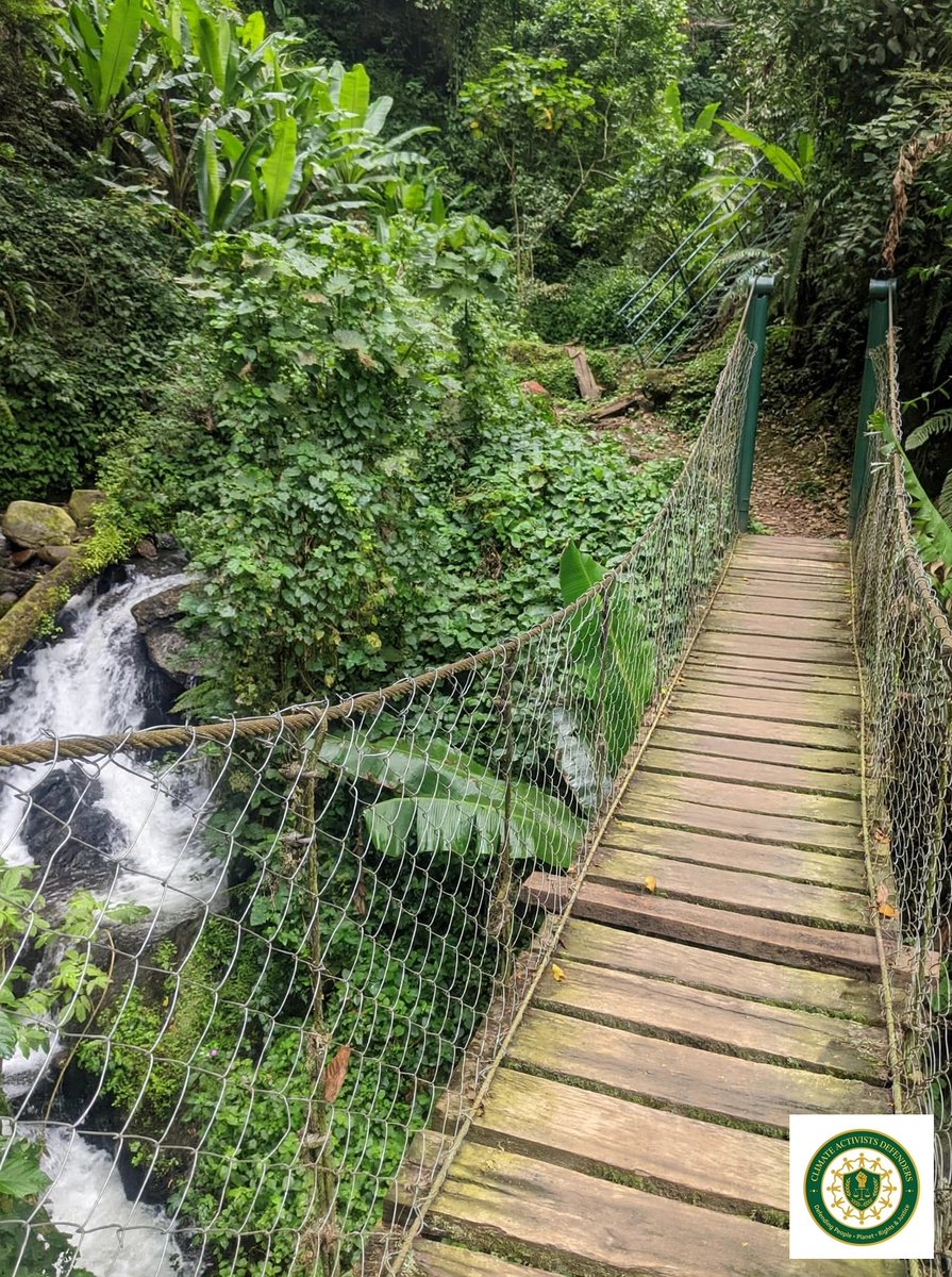 keishaali15's tweet photo. @CADuganda256
 Nature doesn't hurry, yet everything is accomplished. In the whisper of leaves, we find our truth.",
The forest is not just trees — it's a library of life, where every leaf turns a page of hope.",
Where the waterfall kisses the earth, the soul remembers it belongs to something greater.",
Green is not just a color. It's the language of resilience, speaking in seedlings and rain.",
 In the quiet of the forest, we hear what the world has been trying to tell us all along.",
We don't just plant trees — we plant futures. Every seed is a promise that justice will grow.",
The bridge between us and nature is not built of wood — it's built of respect. Cross it gently."
Like the bottle walls that catch the light, nature finds a way to shine even through our waste.",
A forest is a community holding hands, just like our @CADuganda256 logo — defending people, planet, rights & justice together.",
The beauty of nature lies not in its perfection, but in its persistence — it keeps growing, despite everything."
] Favorite for your empty bridge photo:
bridge_caption = "An empty bridge in a living forest — an invitation. Nature waits for us to return, not as owners, but as defenders."
