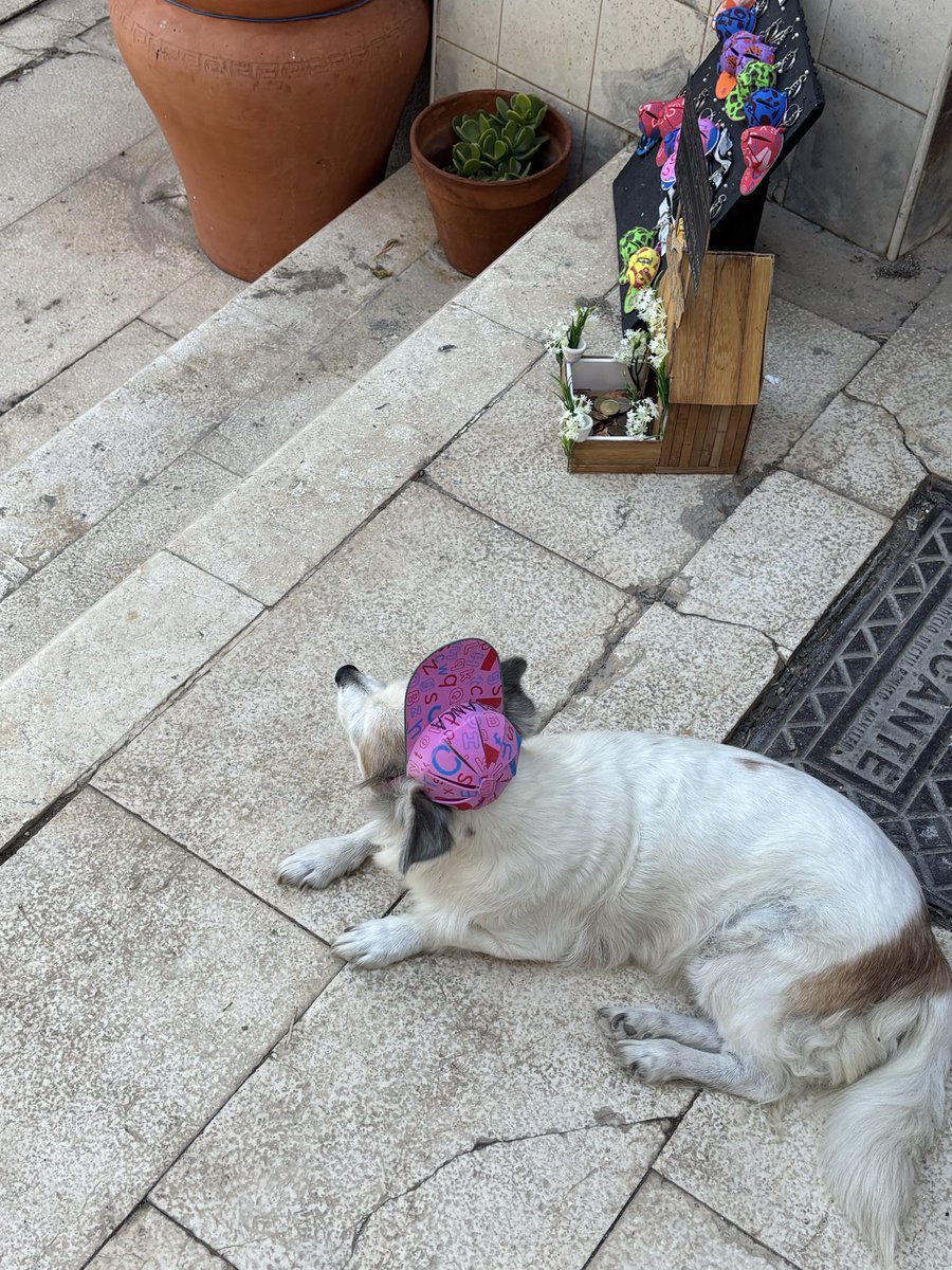 brisa_ayon1's tweet photo. mi día acaba de mejorar completamente porque me encontré un perrito con gorra 🥹🥹 https://t.co/YLODuiZ8G7