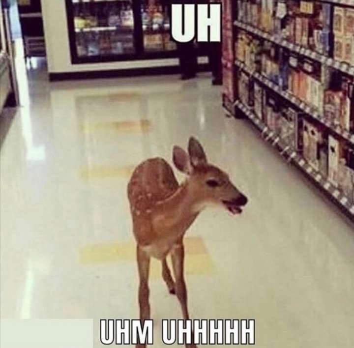 ZenithTheDeer's tweet photo. Monday vibes: https://t.co/71oO3TexHp