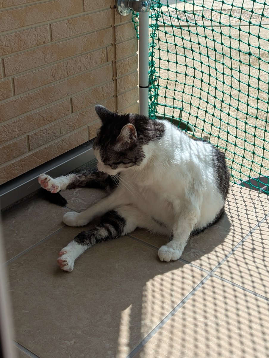 5norakun's tweet photo. 猛暑も落ち着いたので、2ﾆｬﾝをｼｬﾝﾌﾟｰ
拭かれるのもﾄﾞﾗｲﾔｰも嫌いなので
暑すぎない日光で乾かしてもらうしかない😅
ある程度拭いたらﾃﾗｽへ
2ﾆｬﾝの叫び声で
ﾋﾞﾋﾞﾘのｳﾗﾝさんは夕方まで雲隠れ
年2回位は洗いたいけど😓
＃保護猫　＃猫のいる暮らし https://t.co/bL9NWvldJM