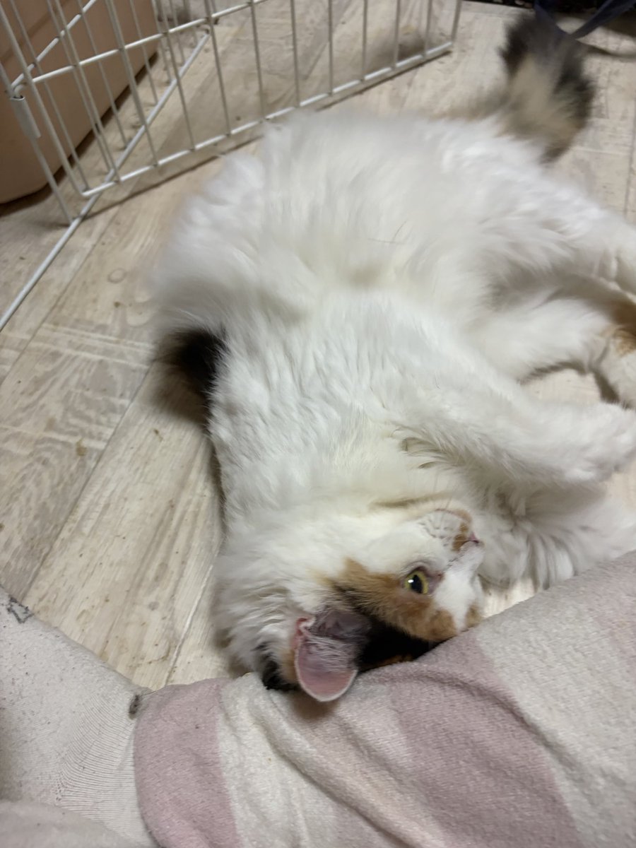 kitaharaayaka3's tweet photo. シャーからの激変　お顔周り何かされたかも　
背中から尻尾なでなで大好き
元飼い猫　お外暮らし　遺棄
エイズ陽性白血病陰性　5歳くらい https://t.co/qd1UaQ7fTt