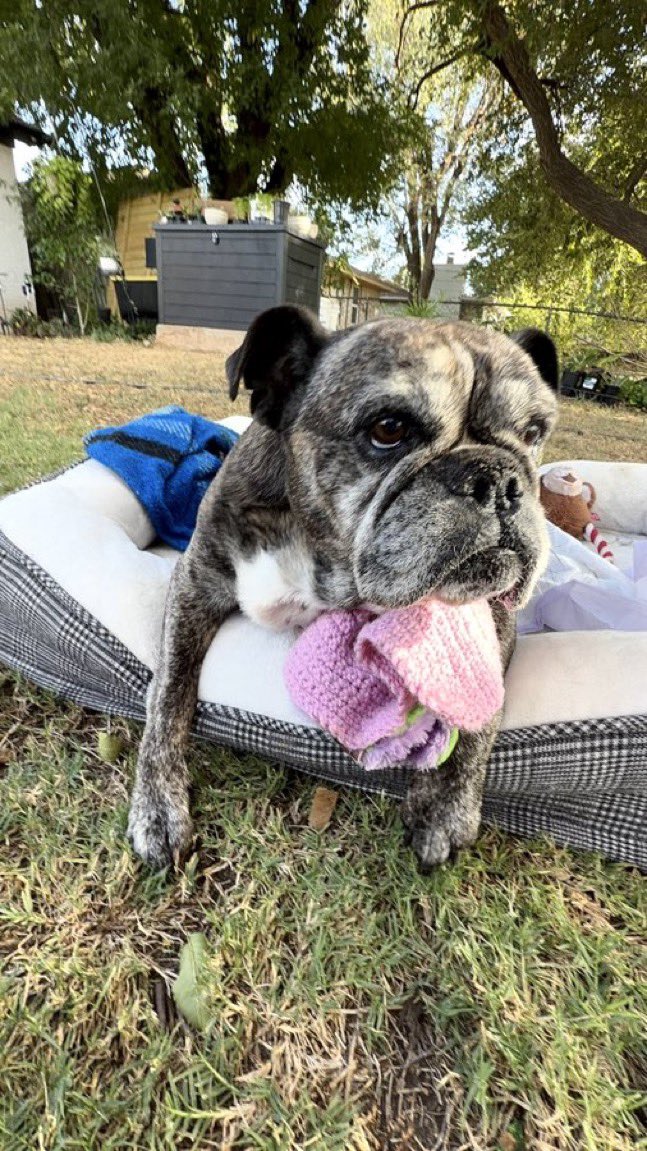 BrindleDaisy's tweet photo. Last evening in Oklahoma City, Hercules @AKCHercules and I drove to say goodbye and farewell for now to Daisy Lu and witness her leaving here to eternal paradise in Heaven awaiting us one day.
#PrayforDaisy #PrayforHercules #dogs #dogsoftwitter #dogsofX 🖕#FuckCancer #RIPDaisy🌈 https://t.co/uHI56XTmbb