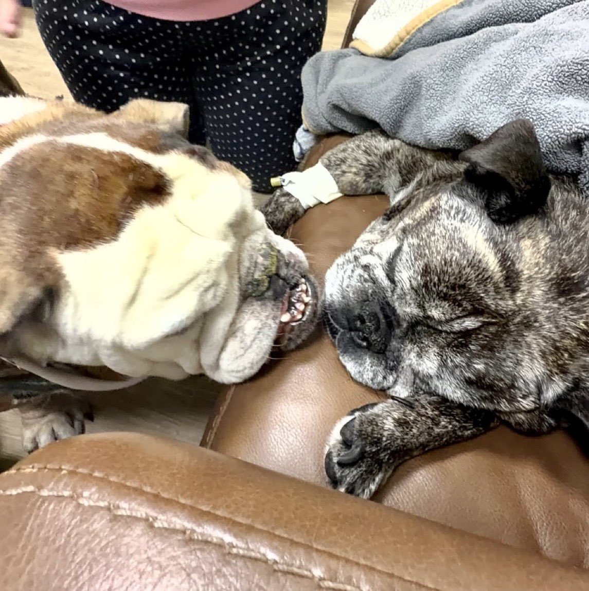 BrindleDaisy's tweet photo. Last evening in Oklahoma City, Hercules @AKCHercules and I drove to say goodbye and farewell for now to Daisy Lu and witness her leaving here to eternal paradise in Heaven awaiting us one day.
#PrayforDaisy #PrayforHercules #dogs #dogsoftwitter #dogsofX 🖕#FuckCancer #RIPDaisy🌈 https://t.co/uHI56XTmbb