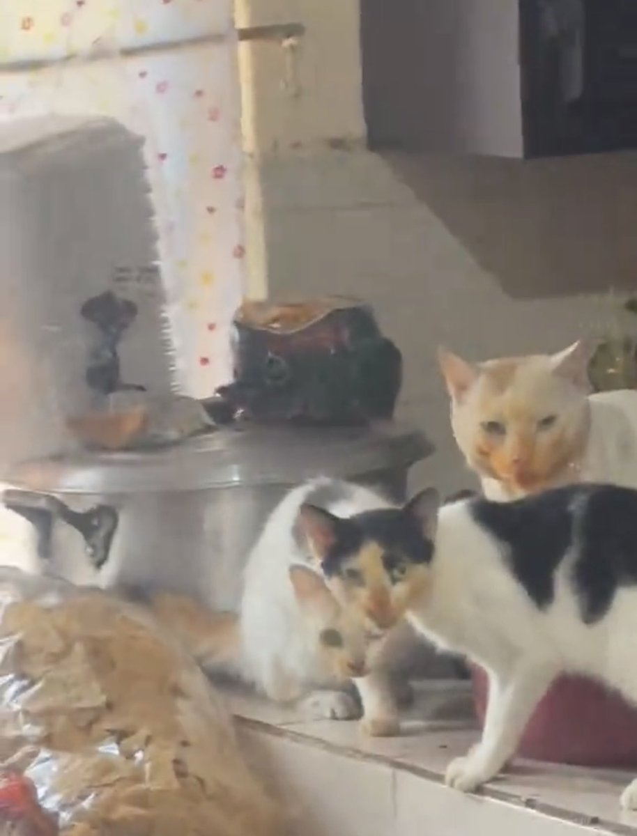 NoCatsNoLife_m's tweet photo. The food thieves have been caught on camera 🤣 https://t.co/CaPklVuo9D