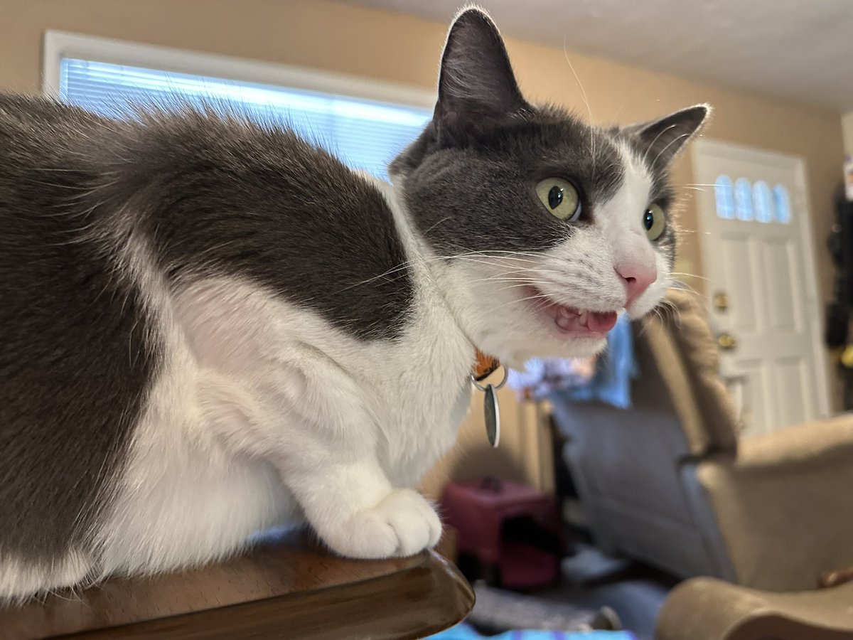 KatsKitties's tweet photo. Caught mid mrrrrrow😹 https://t.co/qaeS5yzRPo