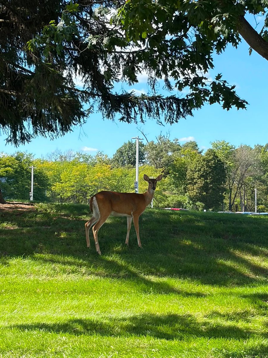 UToledoMed's tweet photo. Oh deer 🦌 

Have you spotted the deer around campus lately? 
#UToledoMed https://t.co/nLgAP4BHDE