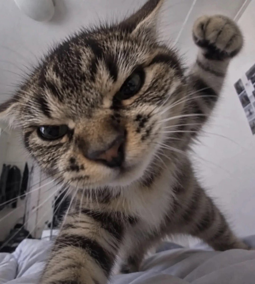 twaniimals's tweet photo. https://t.co/RzOnUCJFAC