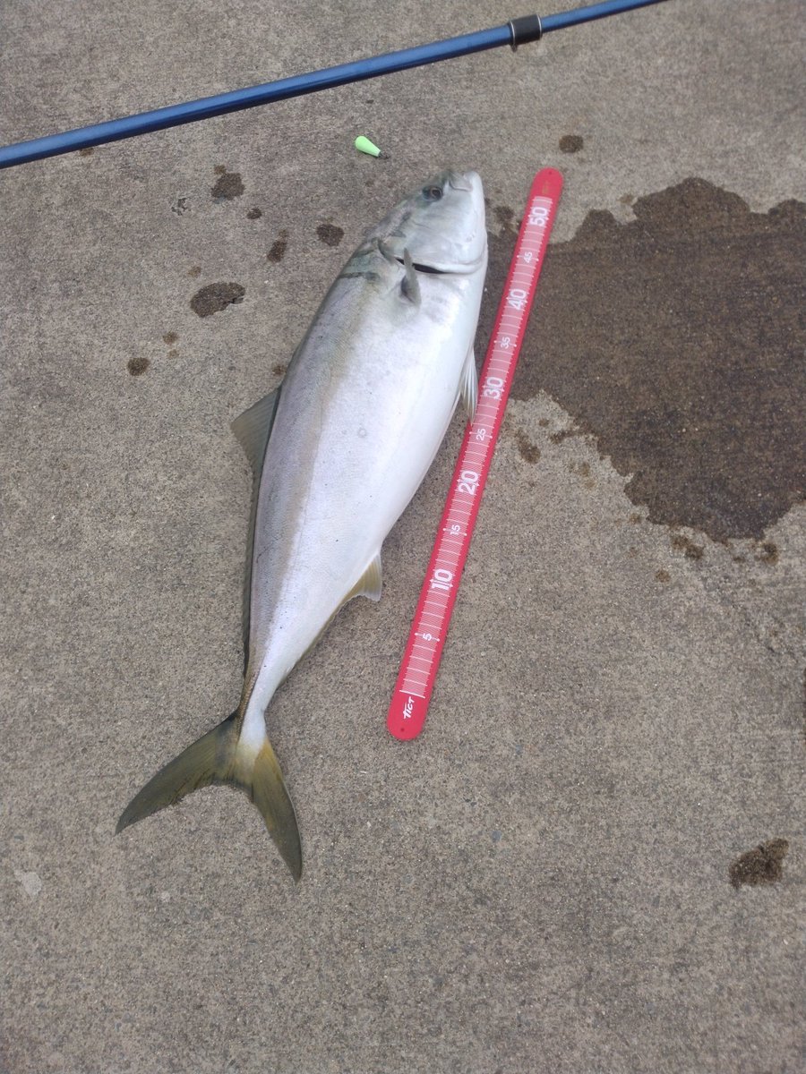 NB37797577's tweet photo. 早く海へ行くんだ……
デカ青物が待ってるぜ…… https://t.co/G6qrvxd49W