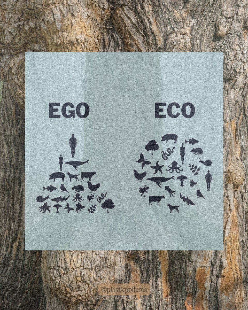 PlasticPollutes's tweet photo. We are all connected.  🌳 🌊 🐸 🦋 🍃💧 #ClimateWeek #PlasticPollutes #BreakFreeFromPlastic https://t.co/aqvyamP986