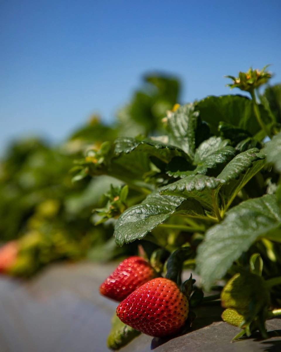CAStrawberries's tweet photo. 🍓 Beautiful on the outside. Packed with goodness on the inside: vitamin C, antioxidants, fiber. ❤️
Just the way nature intended. 🌱
#strawberries #strawberryfarm #CAgrown #CAstrawberries https://t.co/RMtH6Q1qjC