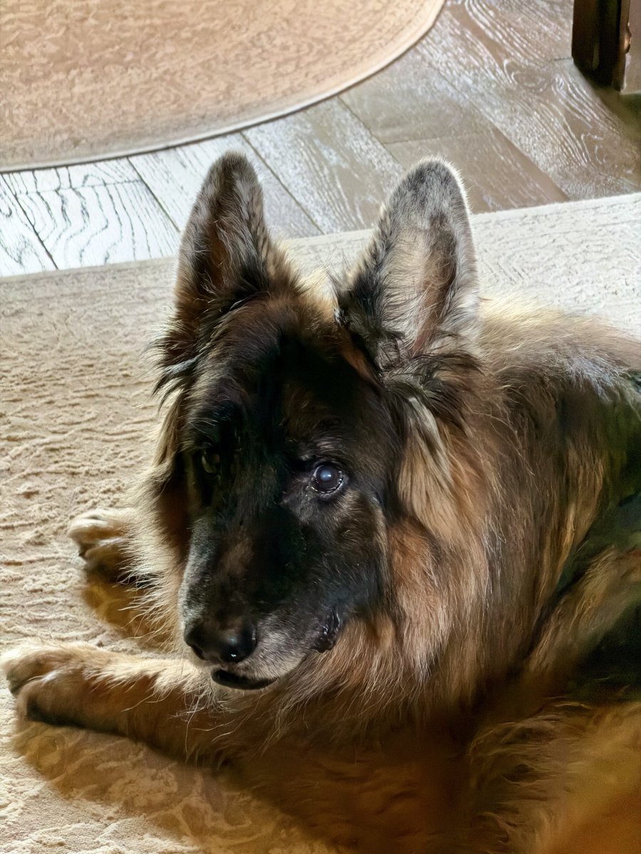 underflowR's tweet photo. Morocco trip was cut short to come back and take care of Dex. Doggo seems to have developed anxiety or possible cognitive issues (age related maybe), and severe mobility issues (limping possibly from arthritis). Another vet appt tomorrow but really hard to diagnose  what’s wrong. https://t.co/ZY9Ethq1DU