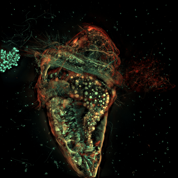 MBLScience tweet picture