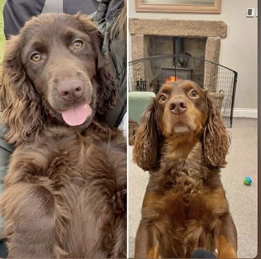 millypod1's tweet photo. 🆘20 SEPT 2026 #Lost Murphy &amp; Maddie #ScanMe
2 Cocker Spaniels 1 Male 1 Female
Last seen 12pm 20.09.26 #Coplowdale
#LittleHucklow #SK17 #Buxton #Derbyshire
SIGHTINGS 07958468778 - 07702579427 - 07970 215535 with location, time and direction of travel.
https://t.co/CqNdCtGjx4 https://t.co/UcijkJwyZU