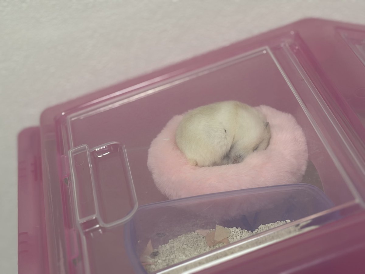 u_ucx01's tweet photo. 飼ってる🐹の「とと」が部屋から脱走して
好きぴと大喧嘩する夢見た笑

起きてとと見たら回し車回しててホッとした〜
かわいいよ〜 だいすきだよ〜😭💛💛 https://t.co/HanlK5dl2b