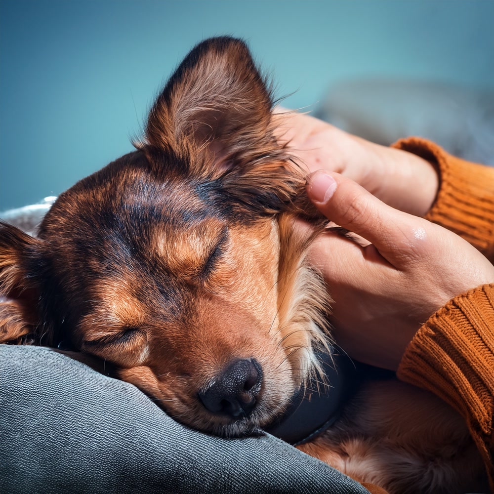 Indragusman15's tweet photo. My pup’s lazy Sunday cuddles hit different  No plans, just warm fur and way too many tail wags – this is the good stuff! https://t.co/fxwJa54EVI