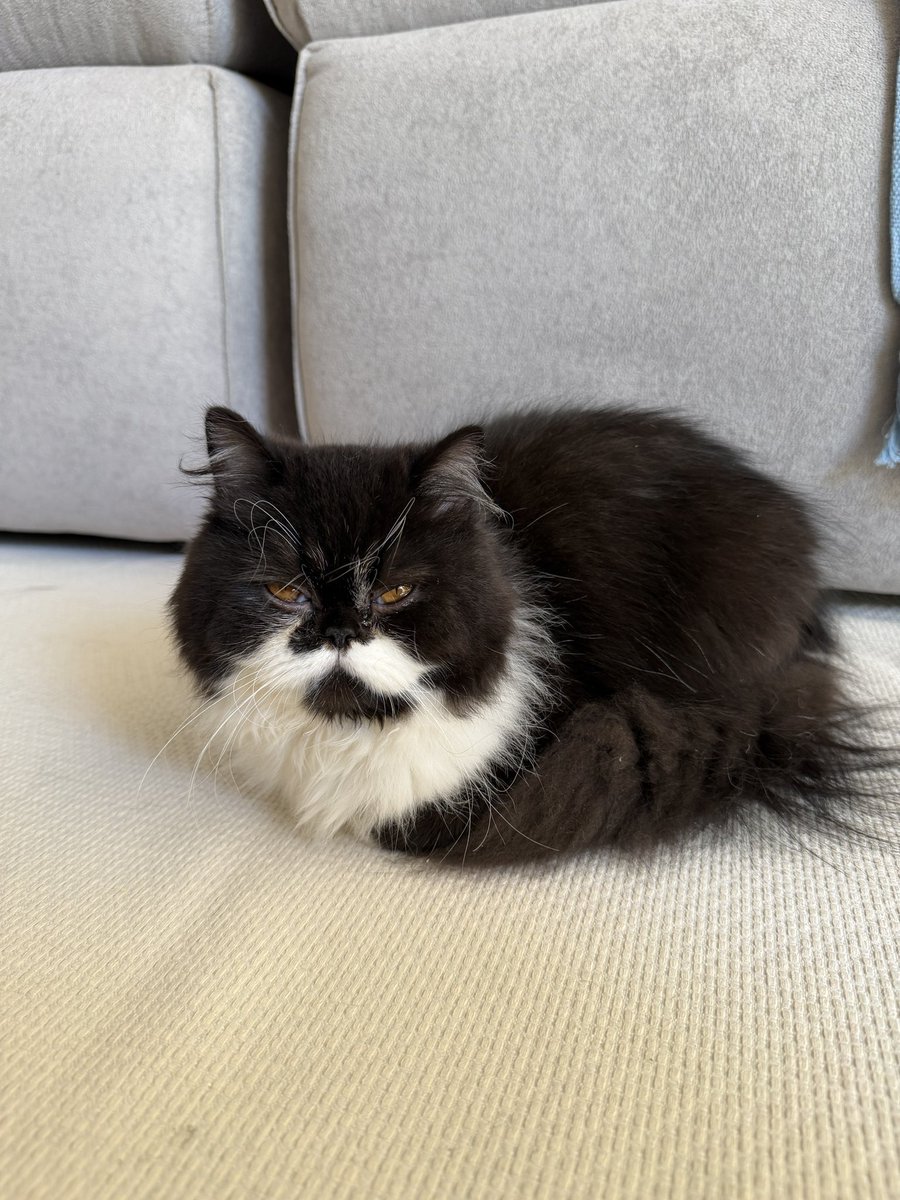 fatlizard_'s tweet photo. Te amo gatos e te amo bigodinho https://t.co/vJszKhsiup
