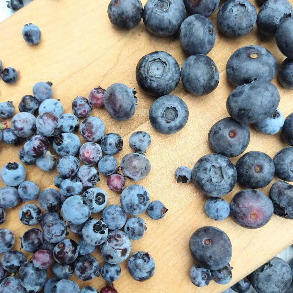 Wild and Cultivated Blueberries Can Look Surprisingly Different

Wild blueberries are typically much smaller than cultivated highbush blueberries, creating a st