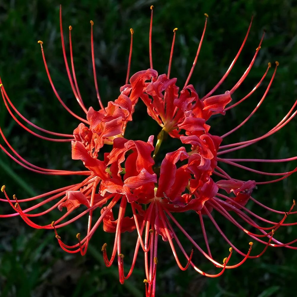 The Red Spider Lily Is One of Nature’s Most Striking Flowers 
 [📷](https://pbs.twimg.com/media/HSwMRQBXYAAOHx9.jpg) [📷](https://pbs.twimg.com/media/HSwMZbyWAA