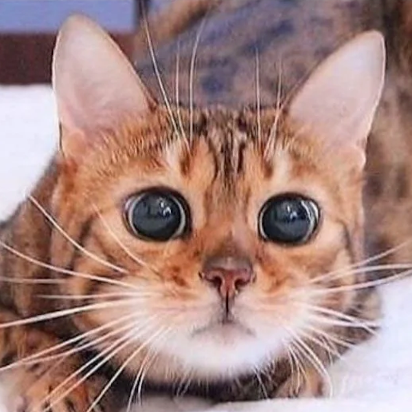 A Cat’s Pupils Can Expand Dramatically During Hunting

When cats become highly focused or excited, their pupils can expand dramatically, allowing more light int