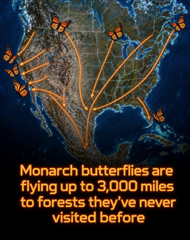 Rainmaker1973's tweet photo. Monarch butterflies are travelling south on a journey of as much as 3,000 miles, heading toward the forests where their ancestors spent the winter even though the individuals making the flight have never taken that route themselves.

The autumn migration is now under way across North America, and some eastern monarchs cover up to 3,000 miles, or 4,800 kilometres, to reach the mountain forests of central Mexico, while most monarchs east of the Rocky Mountains aim for Mexico’s oyamel fir woods and many western monarchs pass the winter in sheltered groves along the California coast.

The insects on this flight belong to a long-lived migratory super generation that can live for up to nine months and come through winter before starting north again in spring, whereas earlier generations typically survive only two to six weeks as adults, and the southbound travellers are several generations removed from the butterflies that last occupied those wintering grounds.

The journey depends on both fuel and weather, since nectar supplies energy while favourable winds and rising air currents help them cover long distances without constant flapping, so that during the day they stop at flowers to feed and at night they may gather in sheltered trees, forming temporary roosts that hold hundreds or even thousands of butterflies.

Peak migration generally moves through the central United States during September and farther south through October, and many eastern monarchs reach central Mexico from late October into November, although weather can shift the timing.

To spot them, look for late-blooming flowers in parks, gardens and meadows on sunny days, and near sunset or early morning watch for clusters resting in trees, while leaving native autumn flowers standing and avoiding pesticides can help provide safer stopovers, native milkweed supporting the next generation by feeding caterpillars and nectar fuelling the migrating adults.