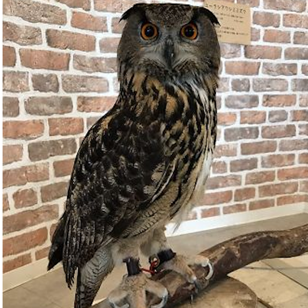 AMAZlNGNATURE's tweet photo. Owls Have Surprisingly Long Legs Hidden Under Their Feathers https://t.co/w2tE9qBphI