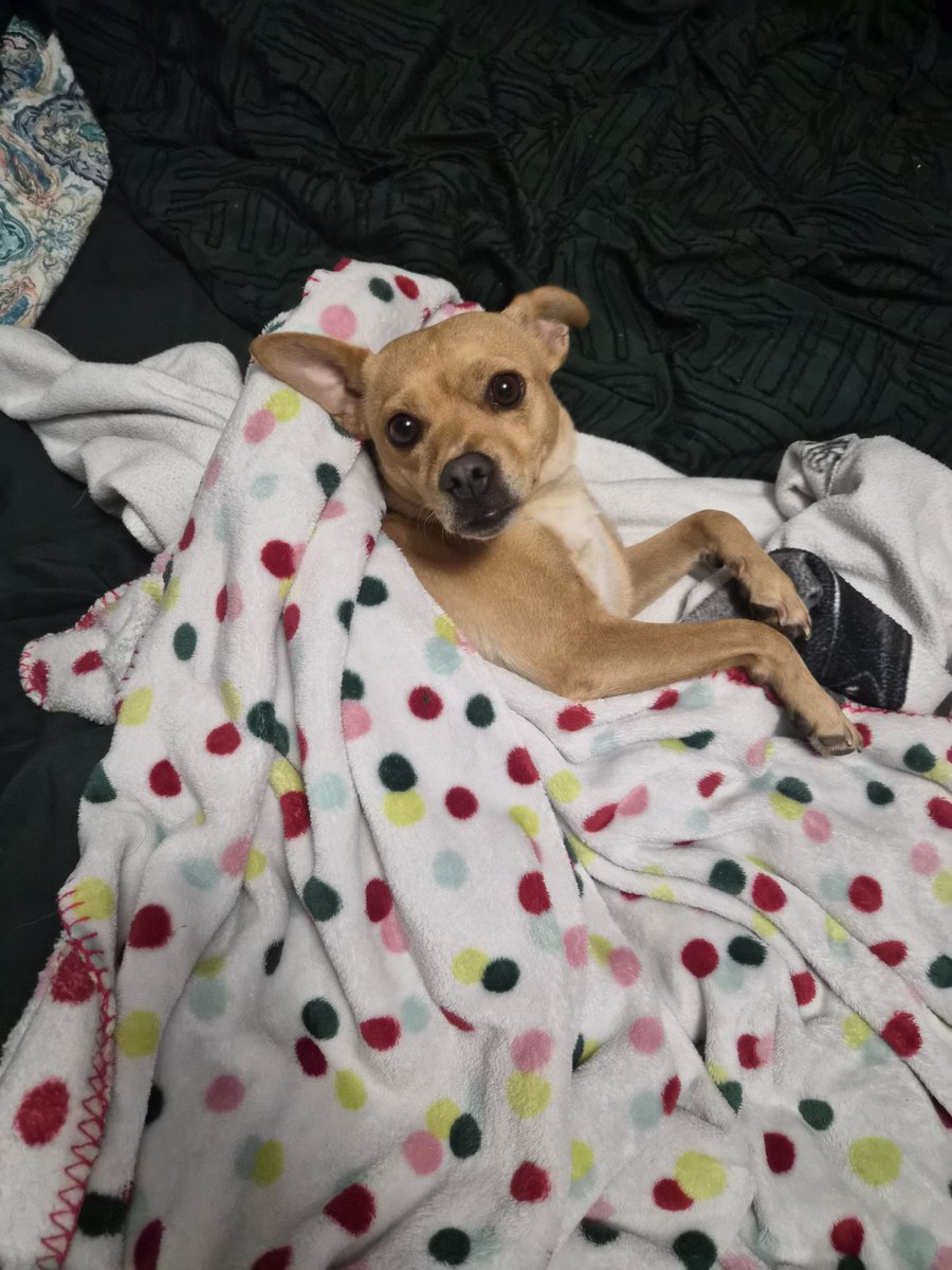 womenledgames's tweet photo. @chellofagamer This is Cookie!!! 😊 https://t.co/KDS1q1NFuq