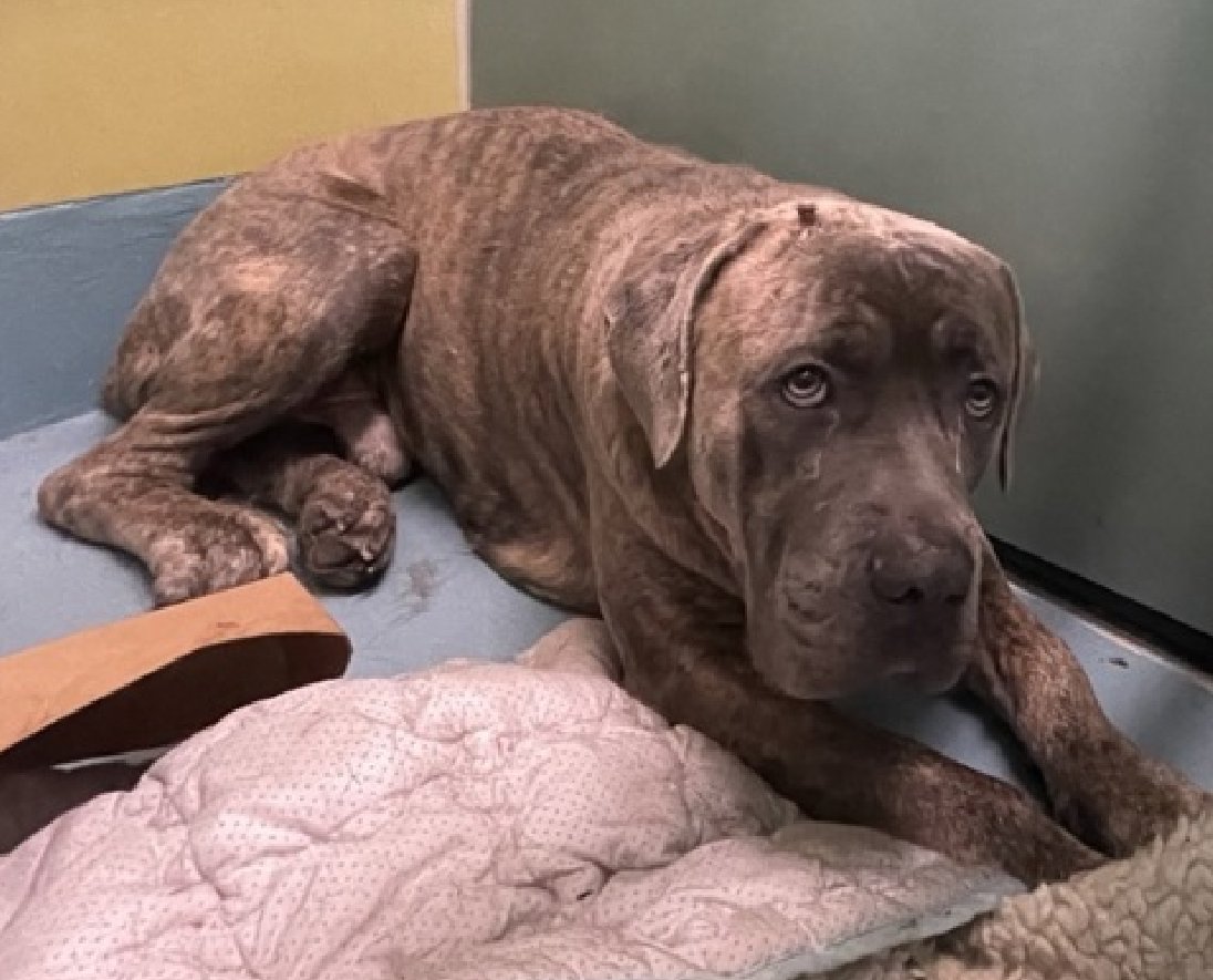 NMBewitched's tweet photo. How could I resist BIGLOVE?
This Gentle Giant cries in his kennel
Heartbroken💔

Biggie Baby
Rescue Only🙄
#FostersSaveLives 
https://t.co/exwRyoxdjq 

Who is going to give this shy, sensitive big boy a solid home? https://t.co/4SrMoQsKWG