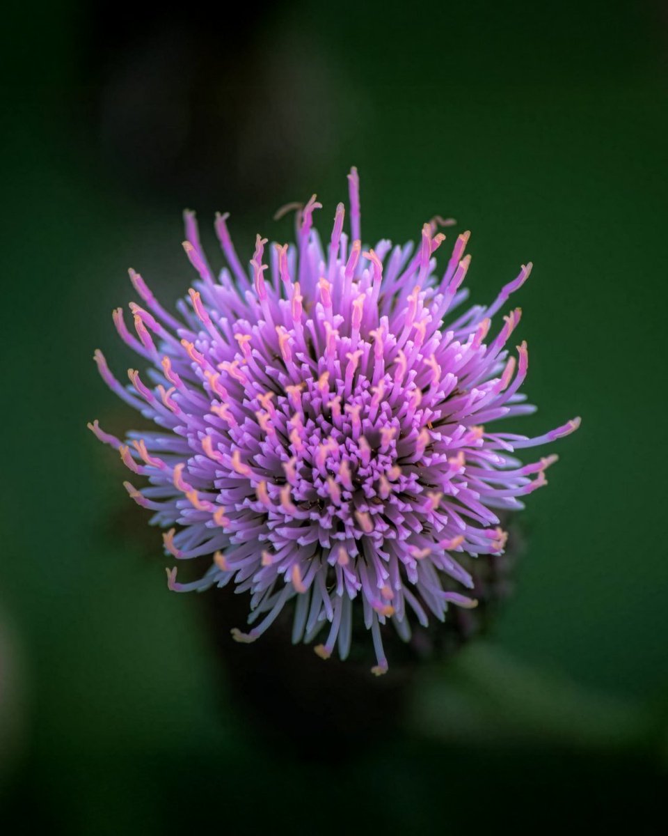 ReeflexCamera's tweet photo. Nature gets surprisingly architectural up close.

Captured on with Super Telephoto 240mm + Macro Add-On 200mm,  this series explores the structure behind flowers, from repeating patterns to delicate fibers and layered forms.

📸 Photos by Heikki Portimo

#Reeflex #ReeflexPiazza #ShotWithReeflex #ExploreCreateInspire #iPhonePhotography