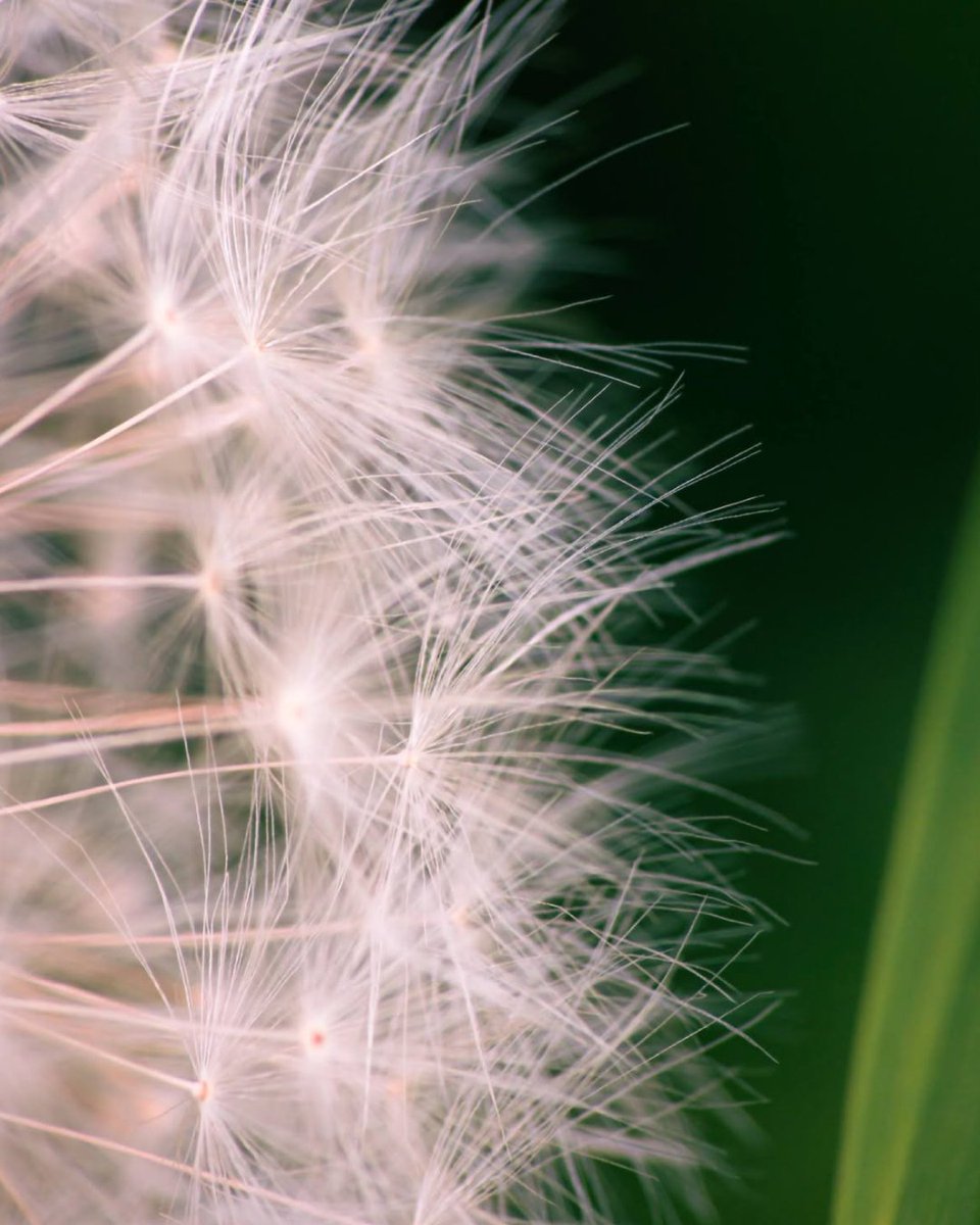 ReeflexCamera's tweet photo. Nature gets surprisingly architectural up close.

Captured on with Super Telephoto 240mm + Macro Add-On 200mm,  this series explores the structure behind flowers, from repeating patterns to delicate fibers and layered forms.

📸 Photos by Heikki Portimo

#Reeflex #ReeflexPiazza #ShotWithReeflex #ExploreCreateInspire #iPhonePhotography