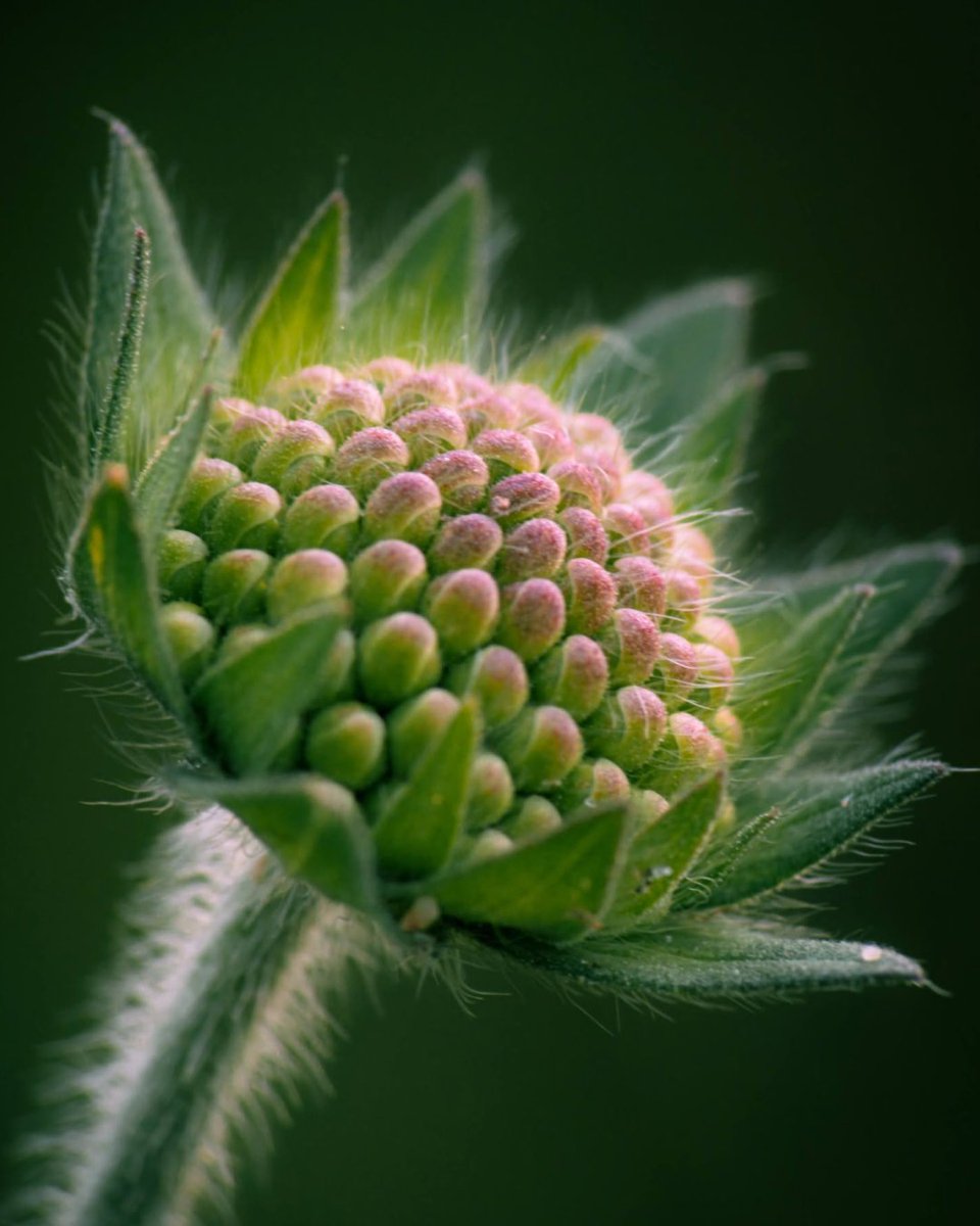 ReeflexCamera's tweet photo. Nature gets surprisingly architectural up close.

Captured on with Super Telephoto 240mm + Macro Add-On 200mm,  this series explores the structure behind flowers, from repeating patterns to delicate fibers and layered forms.

📸 Photos by Heikki Portimo

#Reeflex #ReeflexPiazza #ShotWithReeflex #ExploreCreateInspire #iPhonePhotography