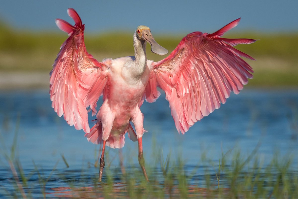 user888601970's tweet photo. Roseate spoonbill! A very pretty bird... most the time! https://t.co/30ECLOwHFE