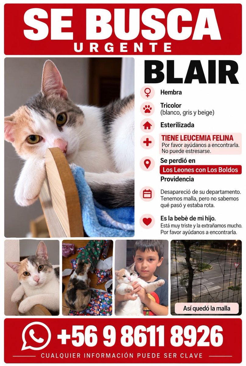 eltuitdemarsh's tweet photo. ¿Ayudamos difundiendo a Blair para que se reencuentre con su familia?
#Providencia https://t.co/QSNM8aCyZr