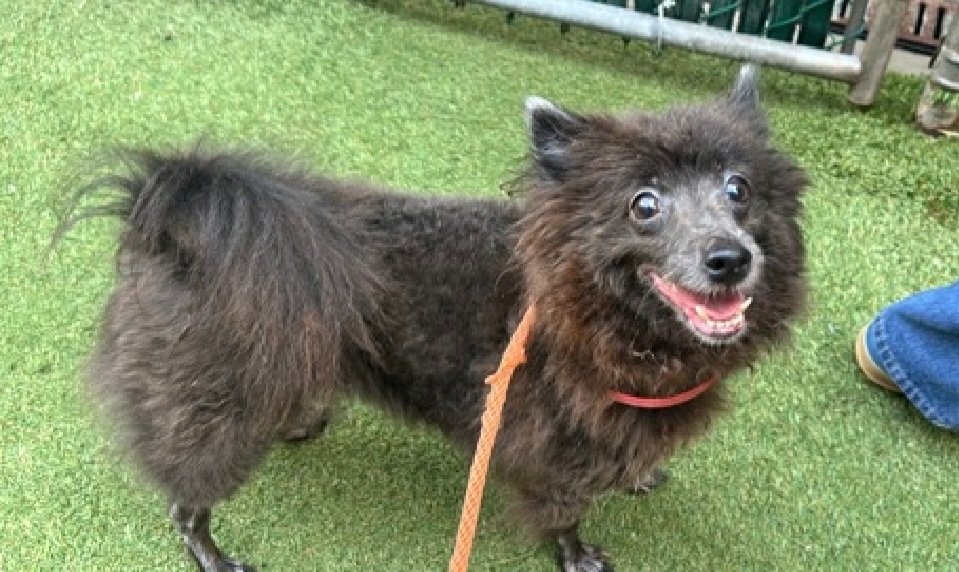 nyc_lilpaws2025's tweet photo. Meet Princess 264864
#NYCACC #RescueOnly 
She is a 9.4 lb, 7 yr old 
Playful &amp; active in prev home 
Attempts to bite when picked up
Needs exp all adult home 
Help Princess find her happily ever after!
#Pledge4Rescue #foster #adopt https://t.co/8gMj7tGYIT