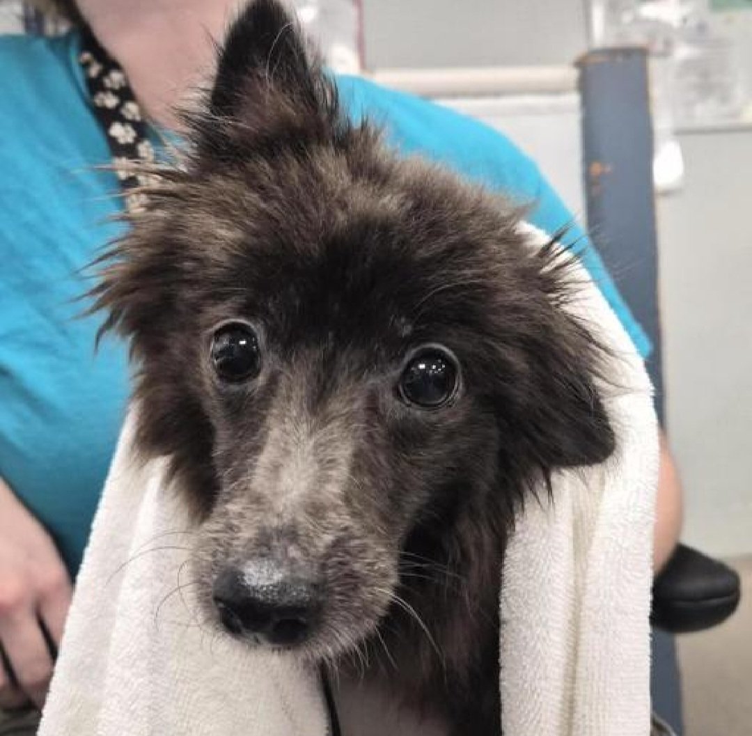 nyc_lilpaws2025's tweet photo. Meet Princess 264864
#NYCACC #RescueOnly 
She is a 9.4 lb, 7 yr old 
Playful &amp; active in prev home 
Attempts to bite when picked up
Needs exp all adult home 
Help Princess find her happily ever after!
#Pledge4Rescue #foster #adopt https://t.co/8gMj7tGYIT