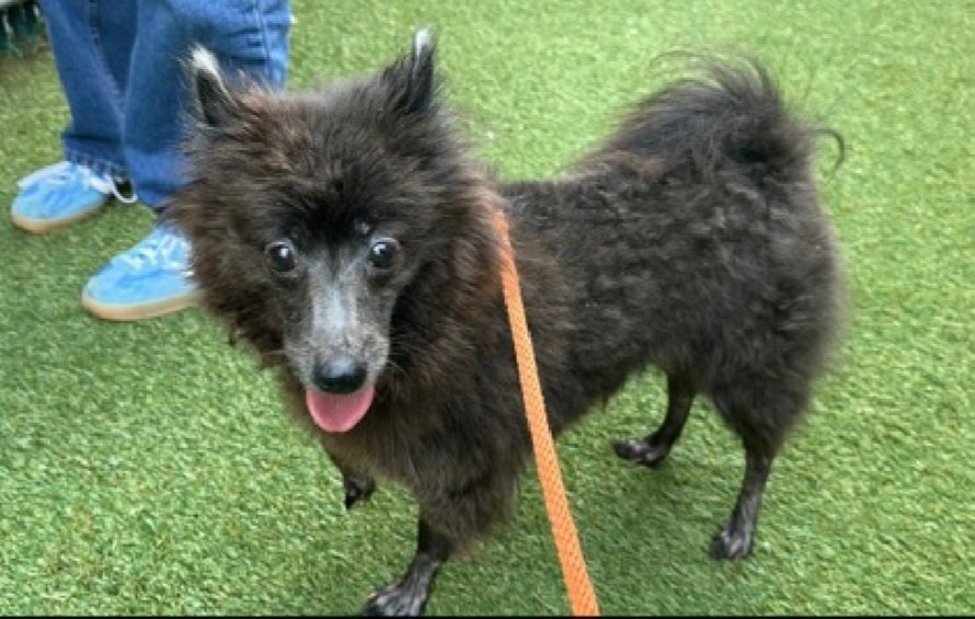 nyc_lilpaws2025's tweet photo. Meet Princess 264864
#NYCACC #RescueOnly 
She is a 9.4 lb, 7 yr old 
Playful &amp; active in prev home 
Attempts to bite when picked up
Needs exp all adult home 
Help Princess find her happily ever after!
#Pledge4Rescue #foster #adopt https://t.co/8gMj7tGYIT
