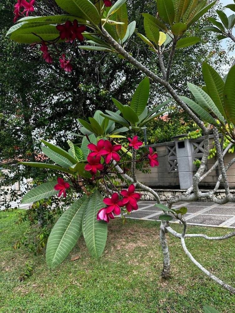 Veronica76348's tweet photo. Let life bloom in all its splendor. With an iced latte in hand I stroll past trees ablaze with crimson. “Wasting” time on beautiful things is the ultimate form of romance. #LifeStyle #ThePaddock #FlowersAndCoffee https://t.co/PZsgt46bCI