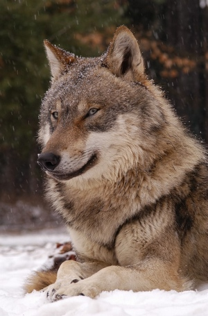 CAGEDHOUNDZ's tweet photo. hm... you've discovered me at a very sapphic time of my canid life https://t.co/PzFzTSrxz6