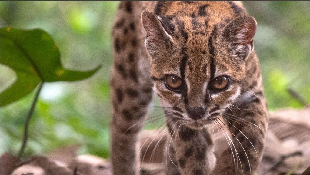 whobiobabe888's tweet photo. Lo de que hayan descubierto una nueva especie de felino después de más de un siglo es mi noticia favorita del mes. Te amo pequeño leopardus tilcayo https://t.co/hYfE3zquSG