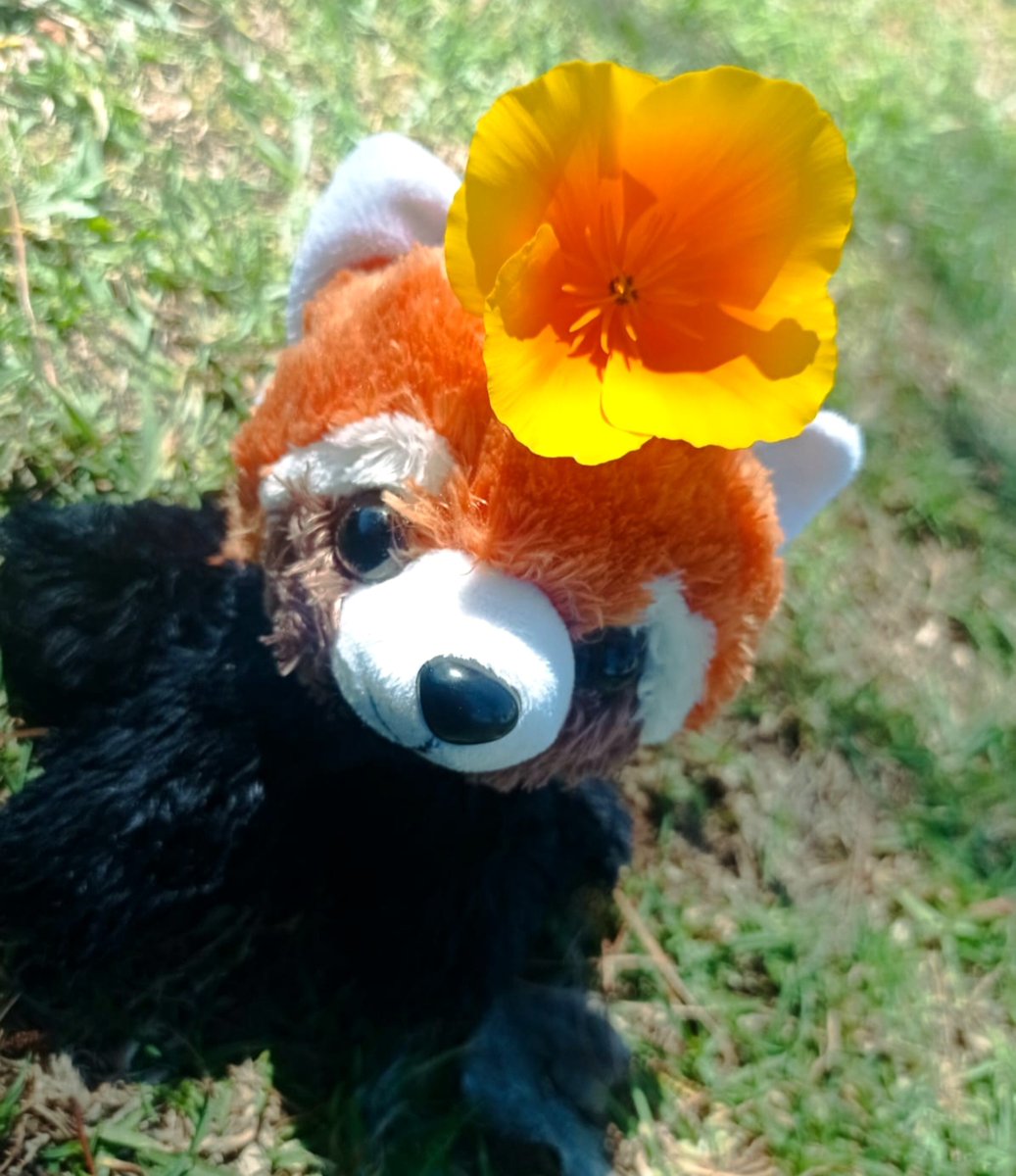 NenuMice's tweet photo. Nashur Cozy Coshi

 🐾🧡 https://t.co/ChZUurwuxt