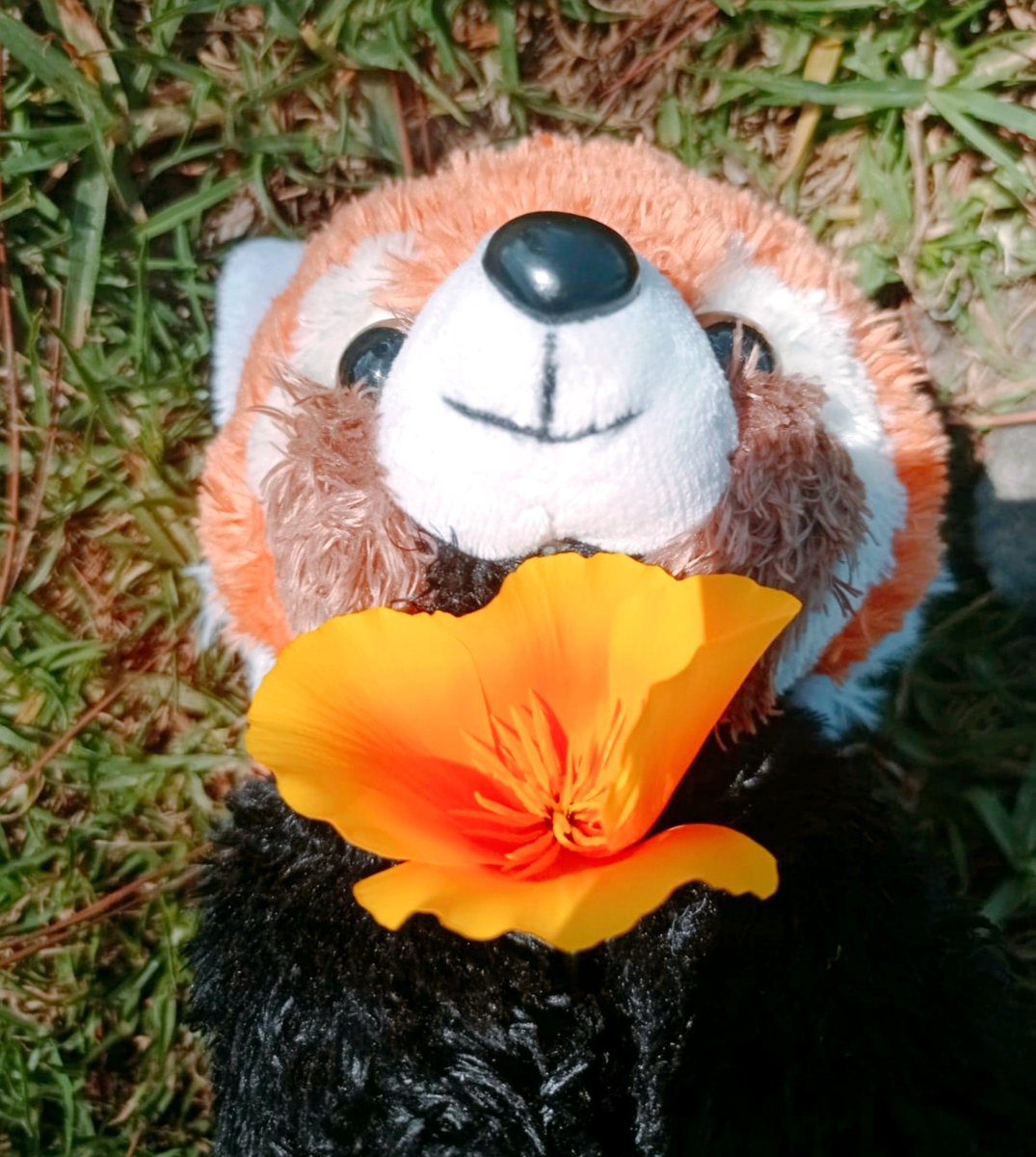 NenuMice's tweet photo. Nashur Cozy Coshi

 🐾🧡 https://t.co/ChZUurwuxt