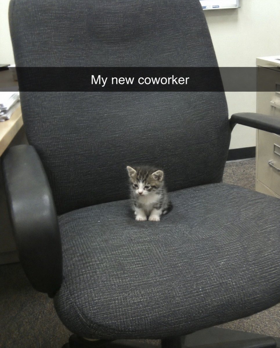 hardcatmemes's tweet photo. https://t.co/k9SYc1fn1j