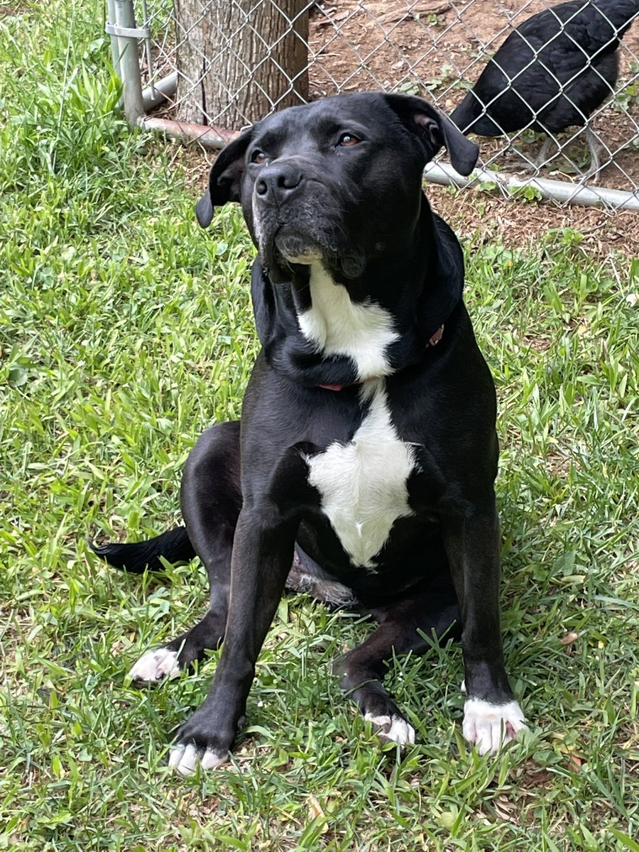 Mike418w's tweet photo. @JustJenRX My girl Macy - she’ll be 8 on Friday, same birthday as my wife 🎉 https://t.co/pqpCAQf5JI