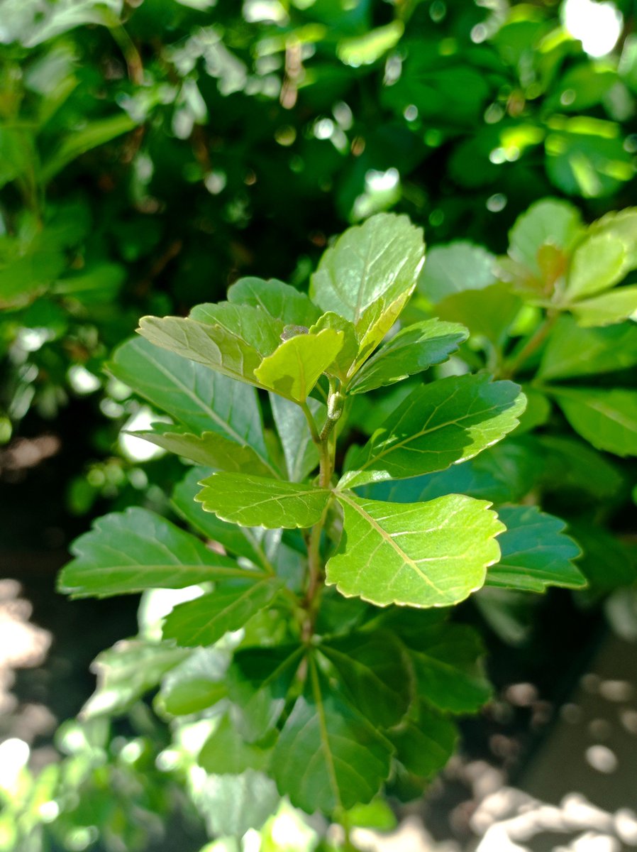 NenuMice's tweet photo. Primavera 🌱 https://t.co/3GrljmU4m0