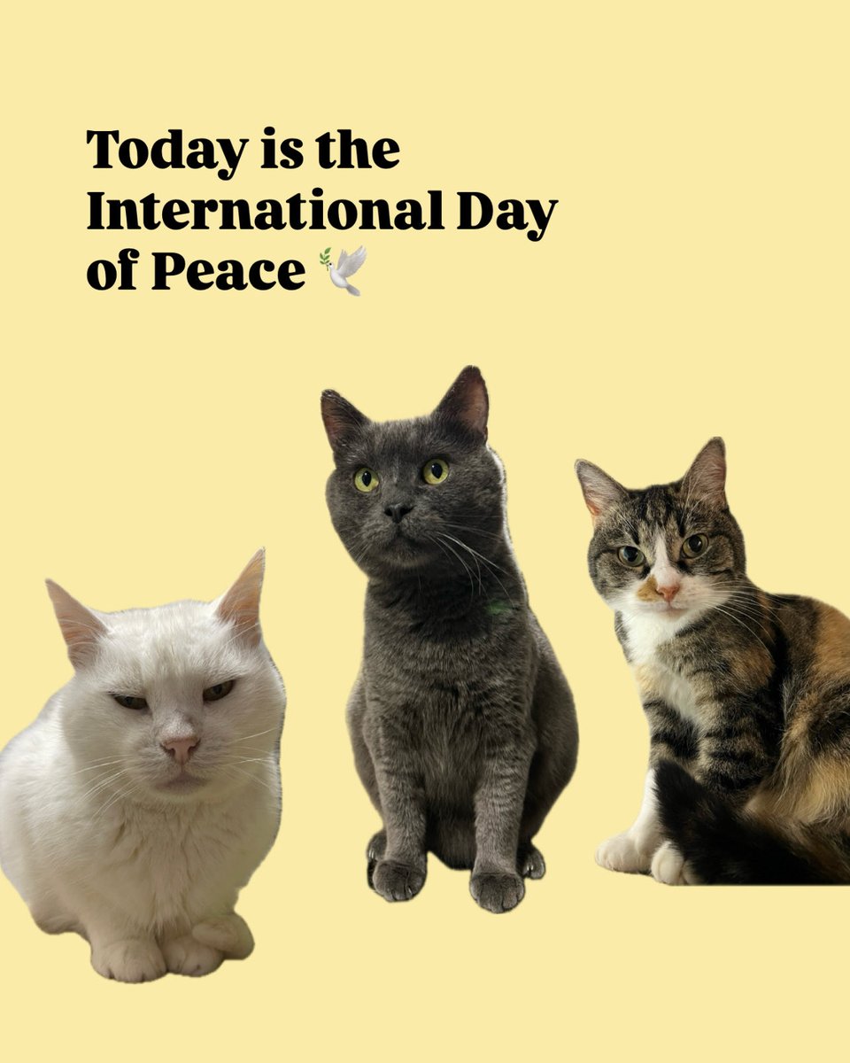 catsonmars_ua's tweet photo. Today is the International Day of Peace 🕊️

But most of our cats come from places where there is still no peace. Some spent dozens of nights hiding in basements, while others had a home but were left all alone.

For them, peace begins with simple things: coming out from under the bed, falling asleep on someone’s lap, knowing that no one will hurt them or throw them out.

We want these simple things to become a normal part of life for every resident of Catmars.

But true peace for a cat means having a home of their own 🏠

Maybe you can give one of our furry friends this kind of peace — forever.

Come and meet them. Maybe your best friend is waiting for you right here 🤍

Also, you can celebrate the International Day of Peace with our cats by making a donation using the payment details below:

Buy me coffee 
https://t.co/zbw0jdLAvF

Patreon
https://t.co/MjpFBPwxNh

Paypal
catsonmars.ukraine@gmail.com

USDT
bc1qjzf7xqc3mj9pnvte3d784hdedvjf6qkl2xwxku

Mono
https://t.co/0cH0zwntSN

ПриватБанк
4731 2196 1908 8259

Монобанк
5375 4114 1636 7451
