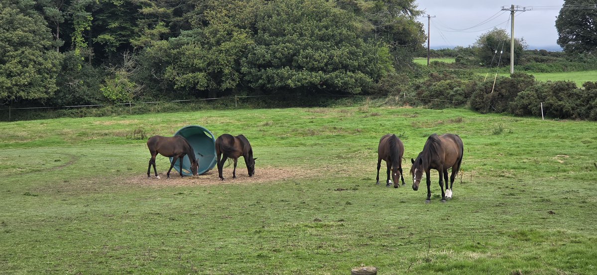 fitzyok's tweet photo. Ceómhar ar maidin ach ghlan an lá suas go hálainn(foggy morning but cleared up beautifully).Lá álainn Samhraidh(beautiful summer's day). Teas ann inniu(warm today).An taol leata(lime spread). An féar tirim ite agnacapaill(hay eaten by 🐎🐎).
#365daysofGaeilge
#365daysofwalking https://t.co/ree9MVL038