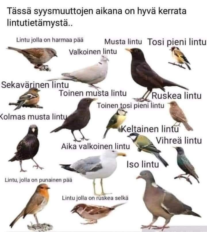 ApacheQQ's tweet photo. Montako lintua tunnistat ? Ilman mistään katsomista, siis, ihan tosi, ei saa katsoa mistään.. #linnut #tunnistatko #montako #lintutietämys #valkoinen #musta #birds https://t.co/nwH5ws4Yxr
