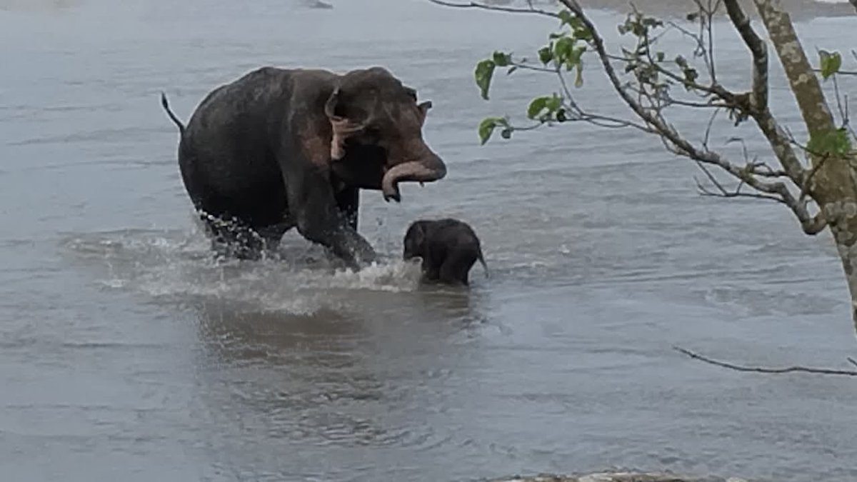 TheDarjChron's tweet photo. WELL DONE: Drmatic Rescue of Elephant Calf in Gajaldoba

In a dramatic rescue, a 3-4-day-old elephant calf swept away by the strong currents of the Teesta River was rescued by local fishermen and reunited with its mother after nearly two hours of efforts.

The calf was separated from its mother while crossing the river and was swept downstream from the upper section of the Teesta Barrage. After spotting the helpless calf struggling in the current, fishermen Ajay Das, Rajesh Das, Gopal Das, Mittu Das and Bishwanath Das risked their lives to pull it from the water and bring it safely to a river island.

Forest personnel from the Baikunthapur Forest Division soon joined the rescue operation and began efforts to locate the mother.

The calf continued calling for its mother, prompting an emotional search. After nearly two hours, the rescue team successfully reunited the newborn with its mother in the Teesta’s river-island area at Gajoldoba.

The rescue has been hailed locally as a heartwarming example of compassion and wildlife conservation.

@ParveenKaswan @moefcc #Darjeeling #Siliguri